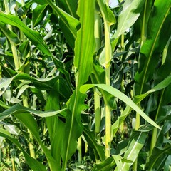 close up of fresh green corn plants in a corn field