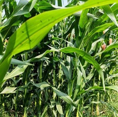 Obraz premium close up of fresh green corn plants in a corn field
