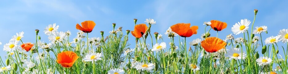 Obraz premium A vibrant field of orange poppies and white daisies under a clear blue sky.
