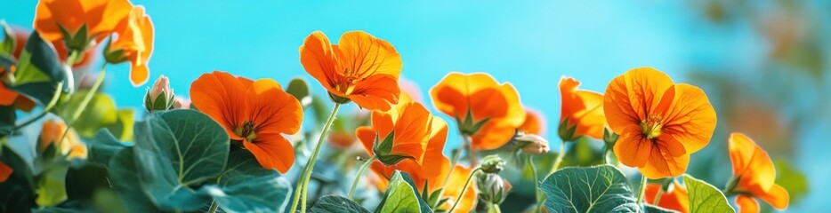 Naklejka premium A vibrant display of orange flowers against a bright blue background.