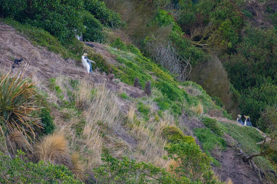 endangered yellow-eyed penguin (hoiho) hide in the dense bush in Katiki Point Lighthouse, Moeraki, Otago, New Zealand. World's rarest penguin species - Powered by Adobe