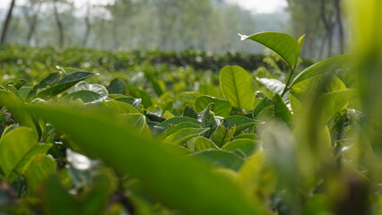 Tea leaves on a stretch of tea garden in the morning