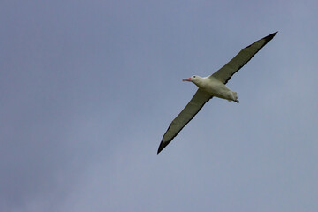 Impressive large northern Royal Albatross glides with wings outstretched across the blue sky. Dunedin, Otago Peninsula, harington point, Royal Albatross Centre, New Zealand, south Island