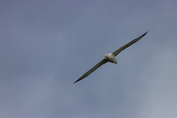 Impressive large northern Royal Albatross glides with wings outstretched across the blue sky. Dunedin, Otago Peninsula, harington point, Royal Albatross Centre, New Zealand, south Island