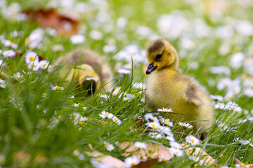 beautiful cute canada goose chick lays in the grass between daisy flowers in Christchurch Botanic Gardens, Canterbury, New Zealand, South Island. Common waterfowl/ducks in New Zealand