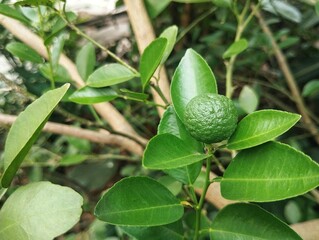 Citrus amblycarpa or Lime on the tree. Food ingredient, Organic farm plant 