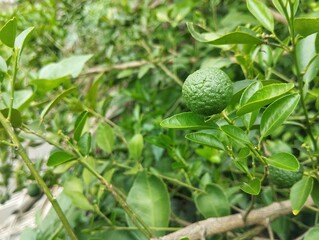 Citrus amblycarpa or Lime on the tree. Food ingredient, Organic farm plant 