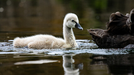 beautiful cute black swan chick and adult swim in the river in Christchurch Botanic Gardens, Canterbury, New Zealand, South Island. Common waterfowl/ducks in New Zealand