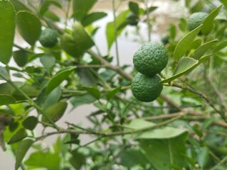 Citrus amblycarpa or Lime on the tree. Food ingredient, Organic farm plant 