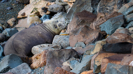 cute large elephant seal (Mirounga leonina) male lays relaxed on the rocks and yaws. Spotted near penguin colony in Oamaru, Otago, New Zealand South Island; antarctic animal