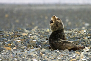 Naklejka premium small skinny new zealand fur seal pup lies and rest on the rocky beach near Christchurch, Ashley river, Waikuku beach, canterbury, New Zealand