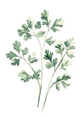 Naklejka premium Fresh Green Herb Illustration for Culinary Use