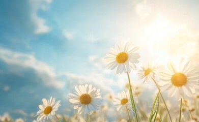 A serene field of daisies under a bright sky, capturing the beauty of nature.