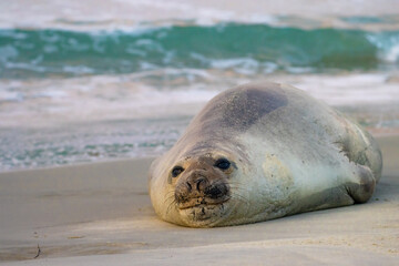 funny cute young southern elephant seal (Mirounga leonina) lying and resting spotted on long beach near Dunedin, Otago Peninsula. Rare antarctic mammals spotted in New Zealand