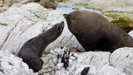 Naklejka premium huge male and female new zealand fur seal fighting on the rocky beach in Kaikoura, Canterbury, New Zealand. Common marine mammals in New Zealand