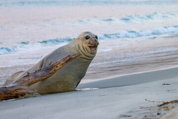funny cute young southern elephant seal (Mirounga leonina) fighting a log spotted on long beach near Dunedin, Otago Peninsula. Rare antarctic mammals spotted in New Zealand