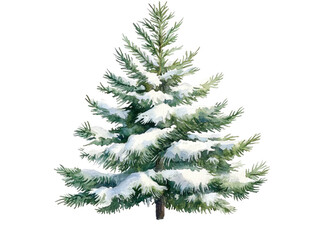 Fototapeta premium Snowy Evergreen Tree in Winter Scene