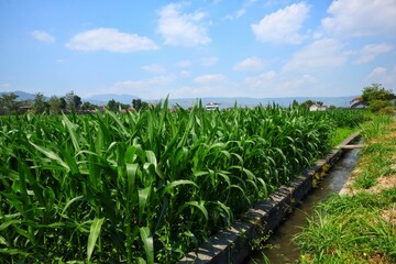Lush green corn field with irrigation canal under clear blue sky in countryside.