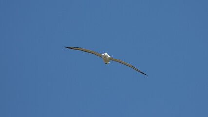 Impressive large northern Royal Albatross glides with wings outstretched across the blue sky. Dunedin, Otago Peninsula, harington point, Royal Albatross Centre, New Zealand, south Island