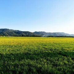 view of rice fields starting to turn yellow in the afternoon in the countryside with a background of hills and clear skies