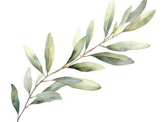 Obraz premium Watercolor Olive Branch Illustration