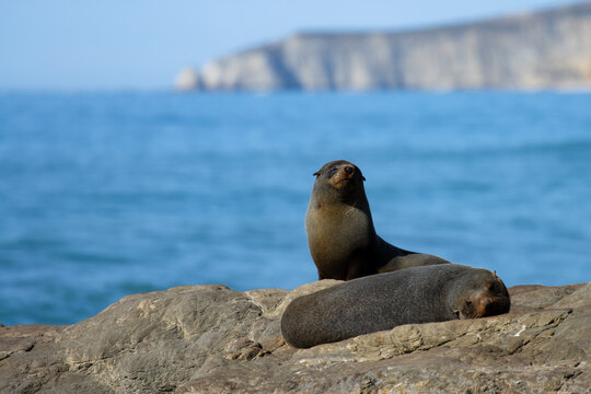 close up on cute adorable new zealand fur seals spotted in marine reserve on the way to Kaikoura Peninsula beach, canterbury, New Zealand. Common marine mammals in New Zealand. 