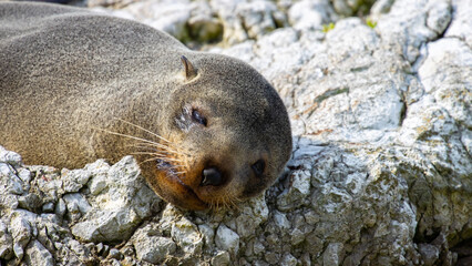 portrait of cute adorable sleeping new zealand fur seal spotted on Kaikoura Peninsula beach, canterbury, New Zealand. Common marine mammals in New Zealand. 