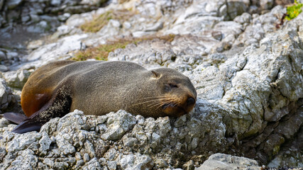 portrait of cute adorable sleeping new zealand fur seal spotted on Kaikoura Peninsula beach, canterbury, New Zealand. Common marine mammals in New Zealand. 