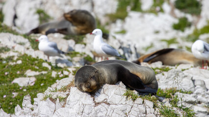 cute pup of new zealand fur seal sleeping on the unique sharpen rocks in Kaikōura Peninsula Walkway, Canterbury. Unique common marine mammals of New Zealand