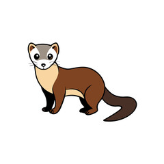 Ferret vector illustration