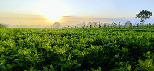 The sun sets over the lush and dense peanut plantations in the countryside, the fading sunlight and the beautiful green plants create a calm and peaceful mood