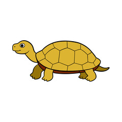 Sulcata tortoise vector illustration