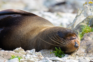 portrait of cute adorable sleeping new zealand fur seal spotted on Kaikoura Peninsula beach, canterbury, New Zealand. Common marine mammals in New Zealand. 