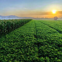 The sun sets over peanut and corn plantations in rural Asia, the natural atmosphere is beautiful and peaceful