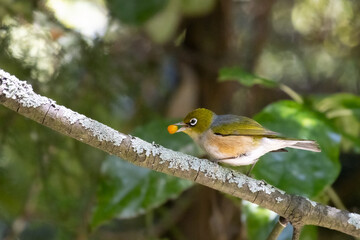 beautiful small Silvereye (Tauhou) sits on the branch and feeds on fruits in christchurch botanic gardens, canterbury, new zealand. Common songbirds spotted in New Zealand