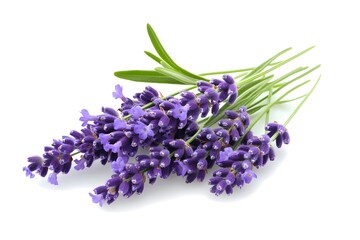 Lavender isolated on white background