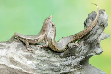 A pair of common sun skinks prepare to mate on a dry tree trunk. This reptile has the scientific name Mabouya multifasciata.