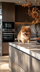 Pomeranian Puppy Running Across Modern Kitchen Counter