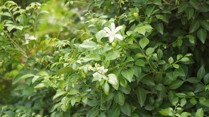 Lush Green Bush with Delicate White Flowers in Bloom