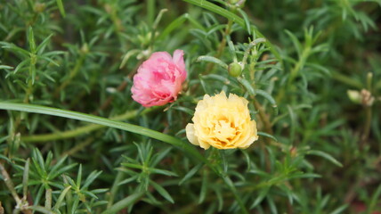 Delicate Pink and Yellow Portulaca Flowers in Lush Green Foliage