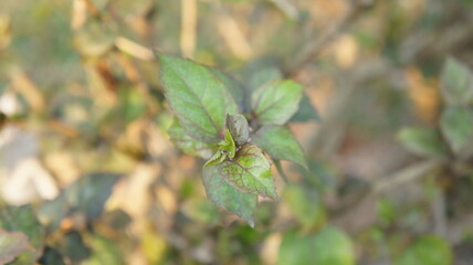 Close-up of Lush Green Leaves on a Branch in Soft Sunlight
