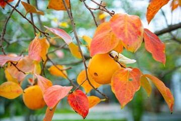 ripe persimmons hanging on a tree in Azerbaijan. High quality photo