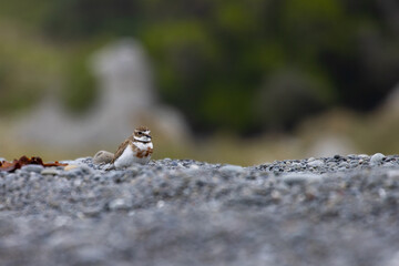 Double-banded Plover (Anarhynchus bicinctus) walks on the beach searching for food, spotted in Nape Nape beach, Christchurch, canterbury, new zealand south island. Common shorebirds in NZ