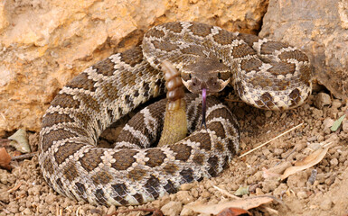 Juvenile Southern Pacific Rattlesnake (Crotalus helleri)