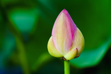 Obraz premium Chinese beauty: Red lotus bud in sunlight with green leaf