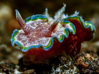 Nudibranch from Bali