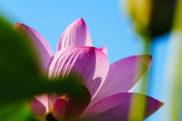 Fototapeta premium Oriental beauty: Close-up photo of pink lotus flower