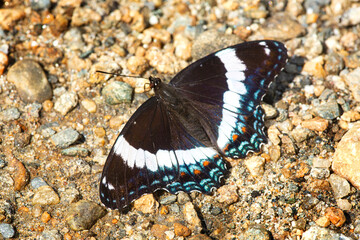 White admiral butterfly foraging on gravel in New Hampshire.