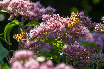 Two American painted lady butterflies on joe pye weed flowers.