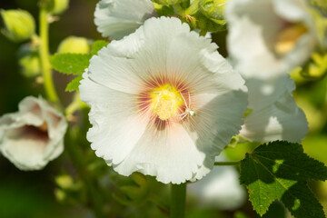 Crab spider in a hollyhock flower in New Hampshire.